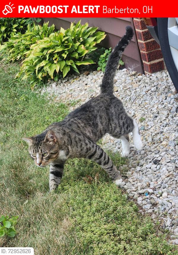 Lost Male Cat last seen Robinson Avenue, 9th Street, Barberton, OH 44203