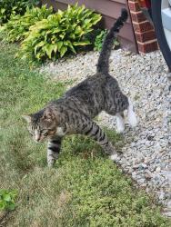 Lost Male Cat last seen Robinson Avenue, 9th Street, Barberton, OH 44203