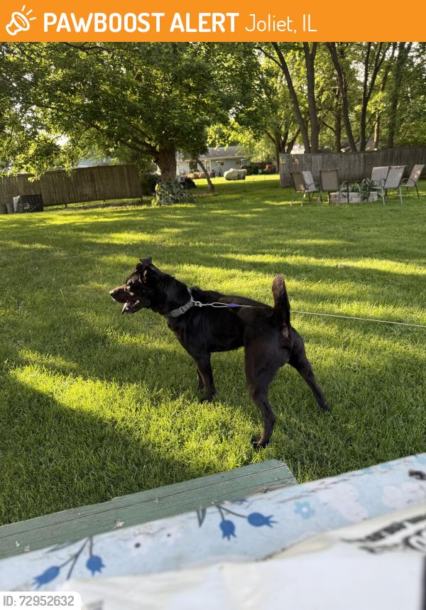 Found/Stray Male Dog last seen Von Esch rd & Amber Ct, Joliet, IL 60431