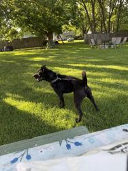 Found/Stray Male Dog last seen Von Esch rd & Amber Ct, Joliet, IL 60431