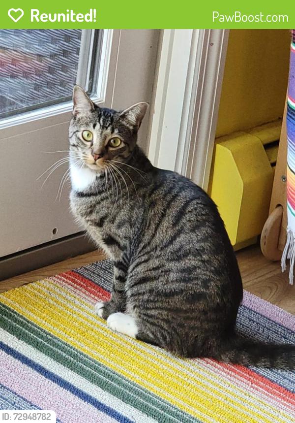Reunited Female Cat last seen Near Clove Branch Road Hopewell Junction NY 12533, Hopewell Junction, NY 12533