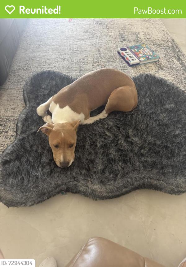 Reunited Female Dog last seen Avondale blvd and lowerbuckeye , Avondale, AZ 85323