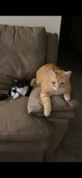 Lost Male Cat last seen Burgerking, Panera bread, Grandville, MI 49418