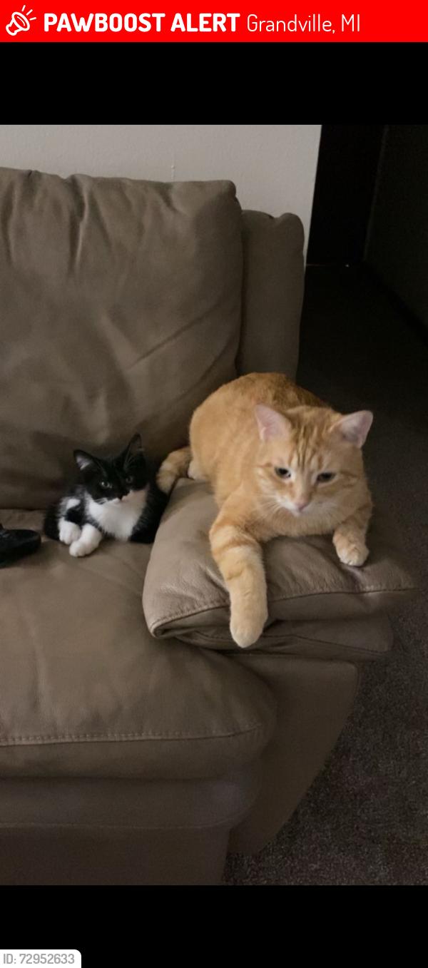 Lost Male Cat last seen Burgerking, Panera bread, Grandville, MI 49418