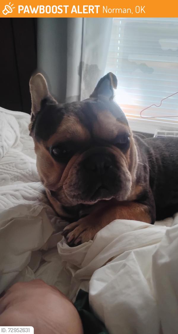 Found/Stray Male Dog last seen 24th and linse, Norman, OK 73071