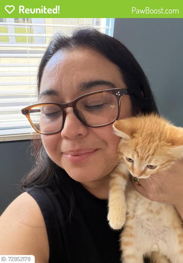 Reunited Male Cat last seen 3rd Ave and Pierson, Phoenix, AZ 85013