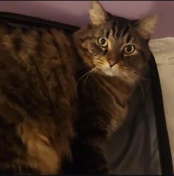 Reunited Male Cat last seen Near Jacksons Ford Rd, Spotsylvania Courthouse, VA 22551, USA, Spotsylvania Courthouse, VA 22551