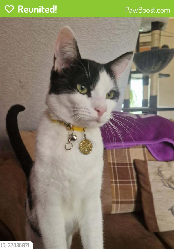 Reunited Male Cat last seen Near long headlam, Byker, England NE6 2EG
