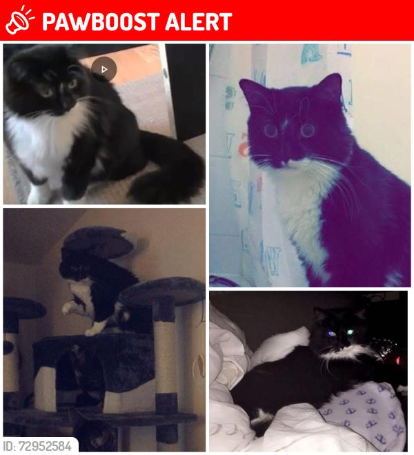 Lost Male Cat last seen Farrell street, Latchford, Victoria park, Howley, church street, Manchester road, Warrington, England WA1 2DF