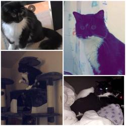 Lost Male Cat last seen Farrell street, Latchford, Victoria park, Howley, church street, Manchester road, Warrington, England WA1 2DF