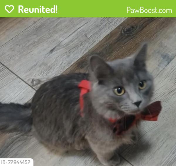 Reunited Male Cat last seen Burke Ave & 5th St, North Saint Paul, MN 55109