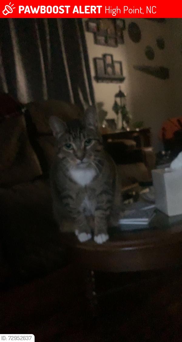 Lost Male Cat last seen Dive Bar area , High Point, NC 27262