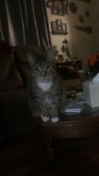 Lost Male Cat last seen Dive Bar area , High Point, NC 27262