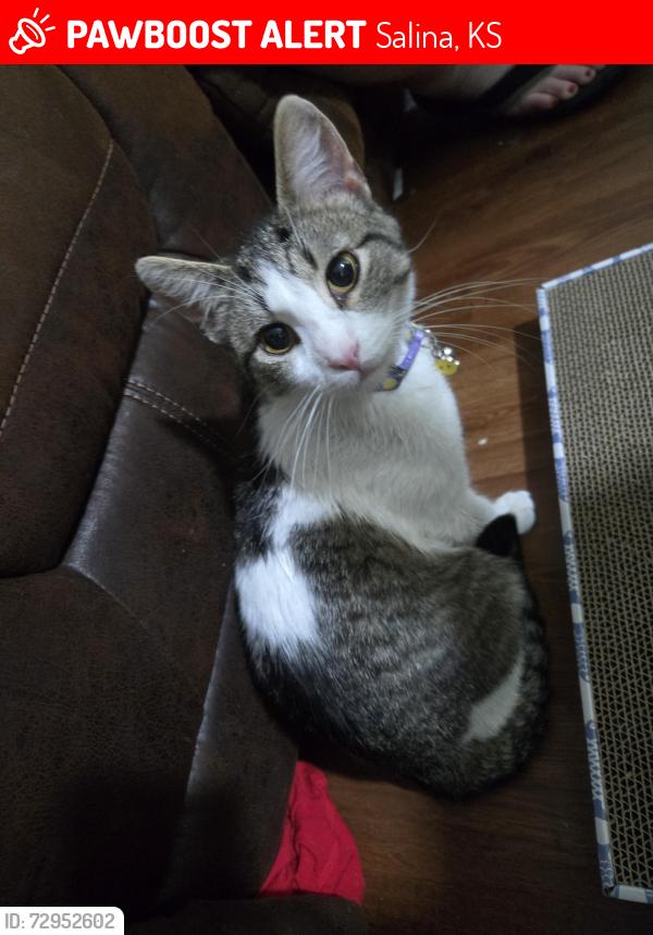 Lost Male Cat last seen Edward & La Se, Salina, KS 67401