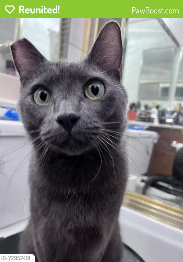 Reunited Male Cat last seen marion and bonanza, Las Vegas, NV 89110