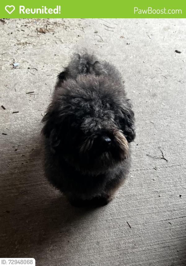 Reunited Male Dog last seen 121st and Olive Broken Arrow, Ok, Broken Arrow, OK 74011