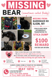 Lost Female Cat last seen Sewage plant road, Utica, NY 13502