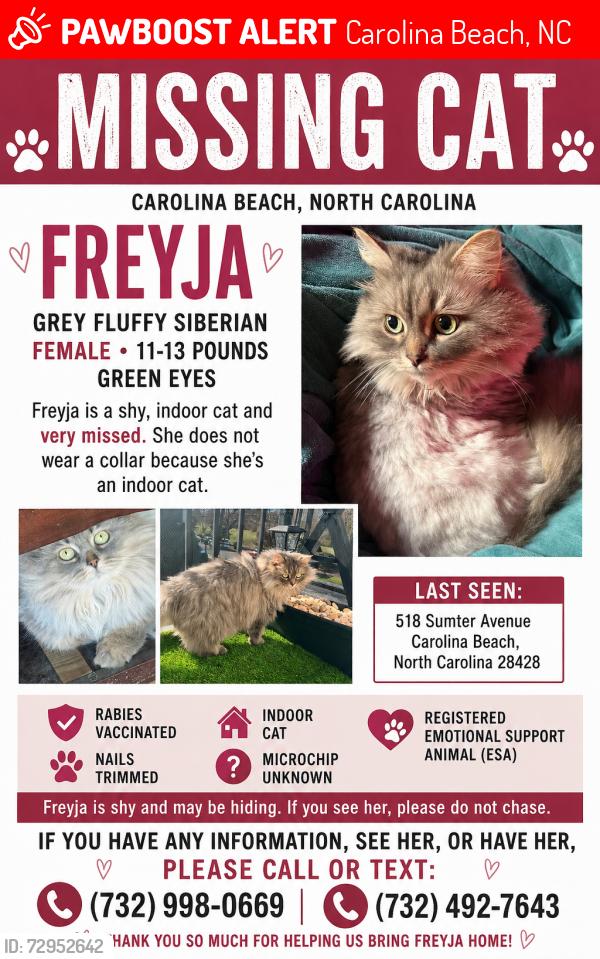 Lost Female Cat last seen Near Sumter Avenue, Carolina Beach, NC 28428, Carolina Beach, NC 28428