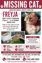 Lost Female Cat last seen Near Sumter Avenue, Carolina Beach, NC 28428, Carolina Beach, NC 28428
