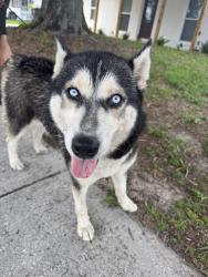 Lost Female Dog last seen Scarlet Blvd, Oldsmar, FL 34677