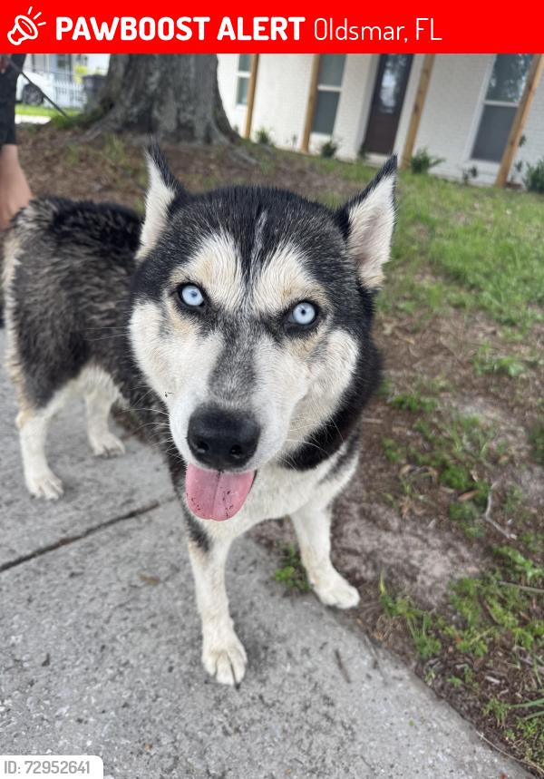 Lost Female Dog last seen Scarlet Blvd, Oldsmar, FL 34677