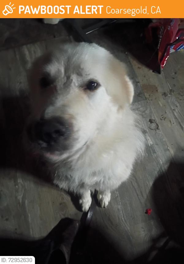 Found/Stray Male Dog last seen Broken Bit Restaurant, Coarsegold, CA 93614