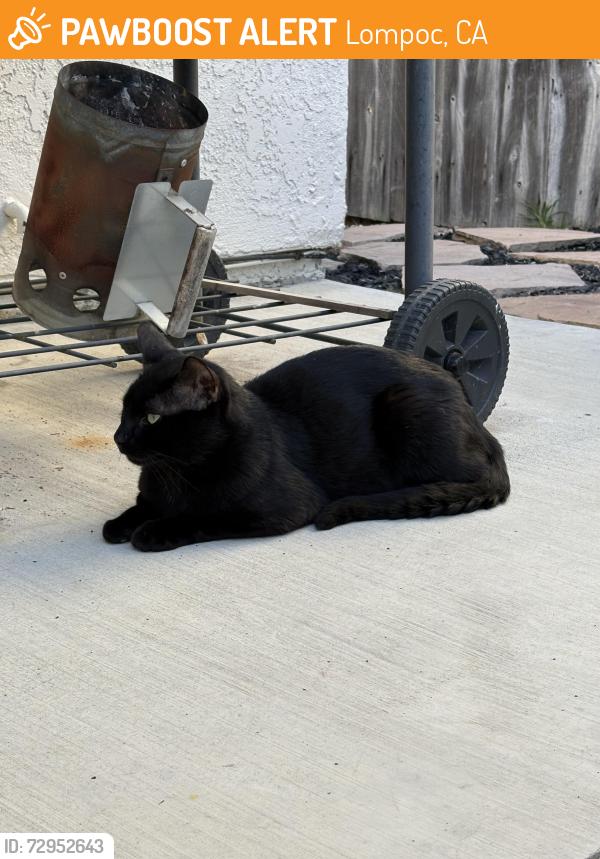 Found/Stray Unknown Cat last seen East Oak and North C, Lompoc, CA 93436
