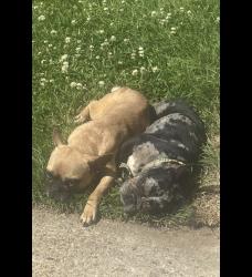 Lost Female Dog last seen Brownsfield , Baton Rouge, LA 70811