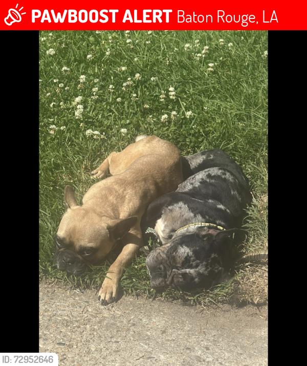 Lost Female Dog last seen Brownsfield , Baton Rouge, LA 70811