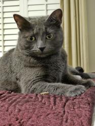 Lost Female Cat last seen Registry Glen subdivision near Mt Vernon Hwy and Glenridge Rd, Atlanta, GA 30328