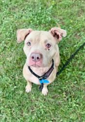 Shelter Stray Female Dog last seen Near Northeast Expy NE, 30345, GA, Atlanta, GA 30341