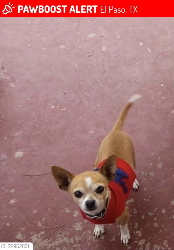 Lost Male Dog last seen Sun fire, El Paso, TX 79938