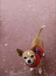 Lost Male Dog last seen Sun fire, El Paso, TX 79938