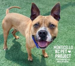 Shelter Stray Male Dog last seen Near Bristol Terrace, 64134, MO, Kansas City, MO 64132