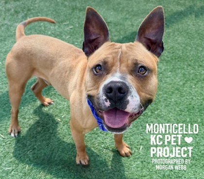 Shelter Stray Male Dog last seen Near Bristol Terrace, 64134, MO, Kansas City, MO 64132
