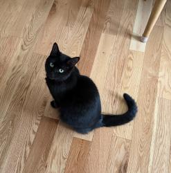 Lost Female Cat last seen Duck Pond Rd, Stone Ridge, NY 12484
