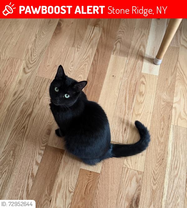 Lost Female Cat last seen Duck Pond Rd, Stone Ridge, NY 12484