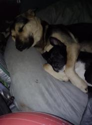Lost Female Dog last seen South Yuba River campground , Nevada City, CA 95959