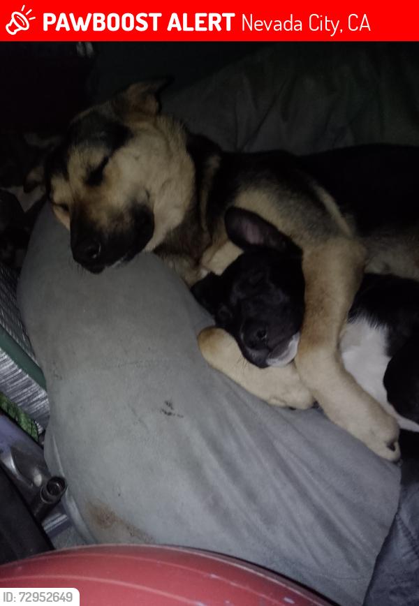 Lost Female Dog last seen South Yuba River campground , Nevada City, CA 95959