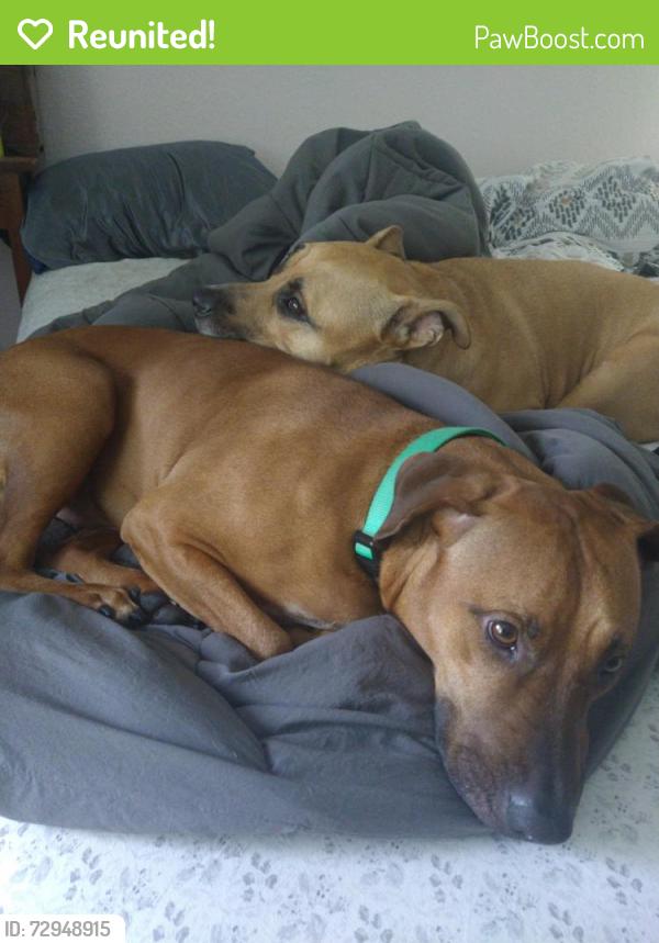 Reunited Male Dog last seen Banyan Blvd and Hamlin blvd, The Acreage, FL 33470