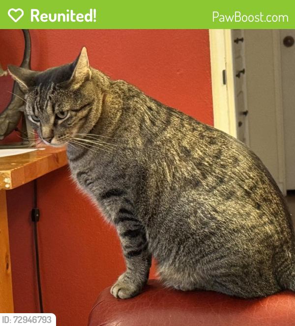 Reunited Male Cat last seen Cedar & Roma, Albuquerque, NM 87106