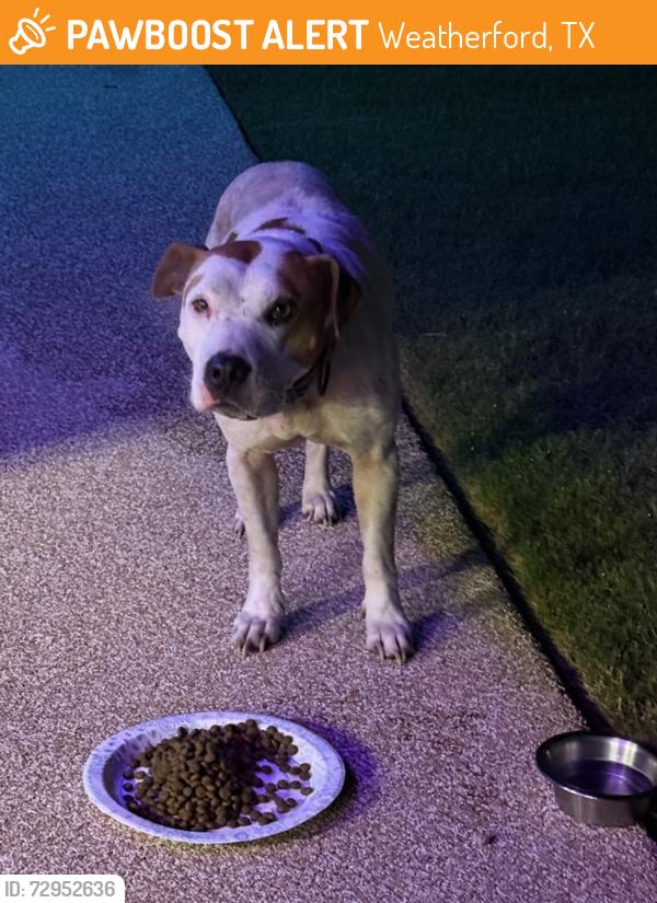 Found/Stray Female Dog last seen Centerpoint and Atlee , Weatherford, TX 76087