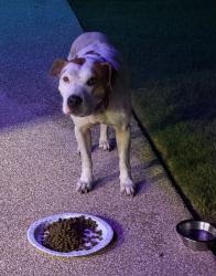 Found/Stray Female Dog last seen Centerpoint and Atlee , Weatherford, TX 76087