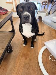 Reunited Female Dog last seen Peter st. , Seaford, NY 11783