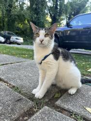 Lost Female Cat last seen Jeffress Ave, century blvd , Asheville, NC 28803