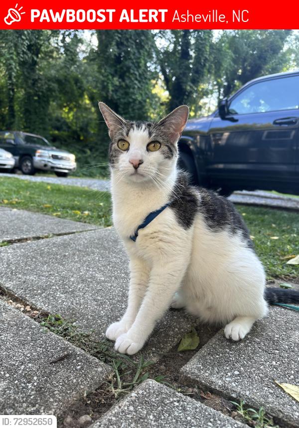 Lost Female Cat last seen Jeffress Ave, century blvd , Asheville, NC 28803