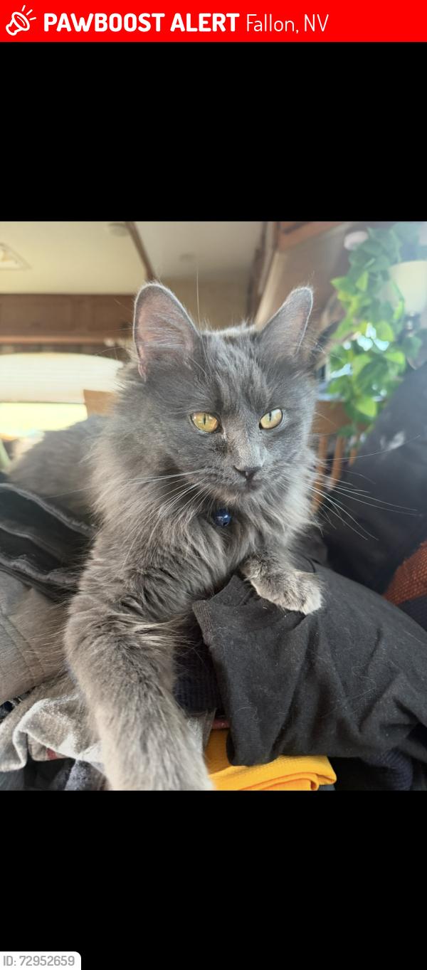 Lost Female Cat last seen Quality Inn/Best Western, Fallon, NV 89406