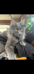 Lost Female Cat last seen Quality Inn/Best Western, Fallon, NV 89406