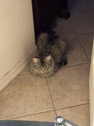 Reunited Male Cat last seen E. 24th Pl and Universe , Fortuna Foothills, AZ 85367