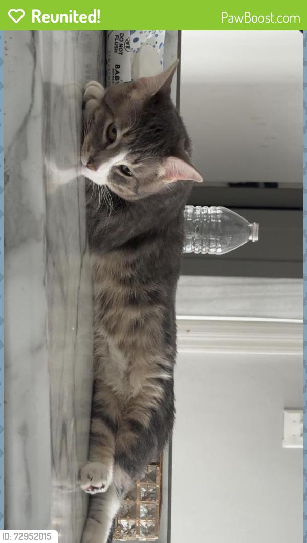 Reunited Male Cat last seen Hancock Middle School/ St.Martins church , Lemay, MO 63125